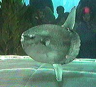 �C�V��1997/3/22