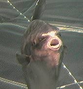 �C�V��1997/3/22