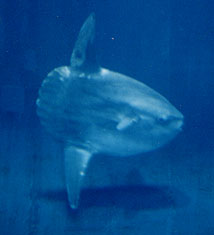 ����2000/3/25