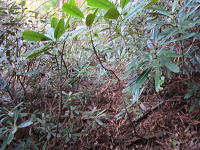 �����̃A�Y�}�V���N�i�Q