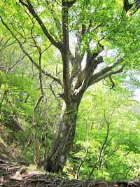 ���h�ȃu�i