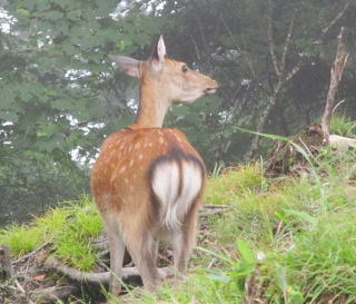 山稜にて