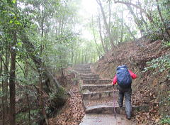 周囲は「弥山原始林」