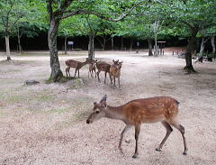 食べる草が少ない･･･？