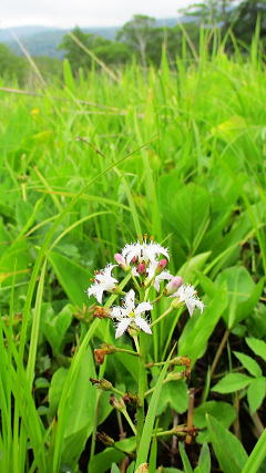 三槲：ミツガシワ科の一属一種の多年草