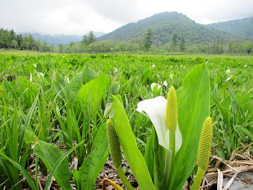 水芭蕉：サトイモ科の多年草