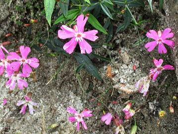 オオビランジ：ナデシコ科マンテマ属の多年草。準絶滅危惧（NT）