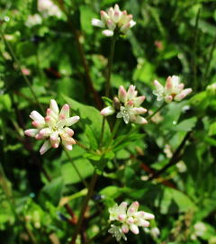 溝蕎麦：タデ科の一年草