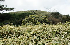 饅頭を押しつぶしたような･･･