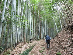 登山口の竹林（モウソウチク）