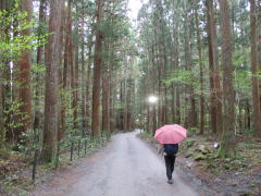 ロープウェイ山麓駅から弥彦神社へ向かう