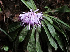 猩々袴（Heloniopsis orientalis）：メランチウム科の多年草
