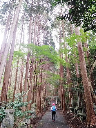 ここもヒノキ林