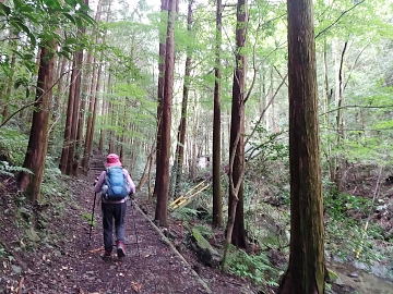 ヒノキの植林地帯を進む