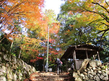 イロハモミジの紅葉です