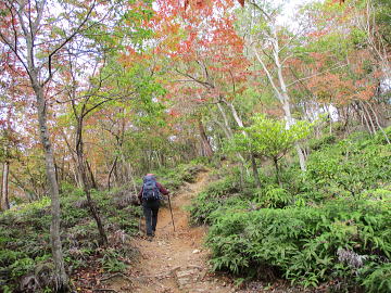 紅葉の見ごろが始まっていました