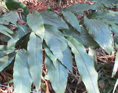 花茗荷（Alpinia japonica)：ショウガ科の多年草