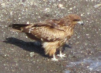 トビ（鳶、鵄）Milvus migrans）：もっとも身近な猛禽類