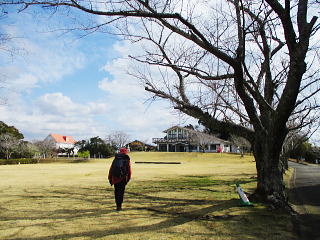 桜の木が多い