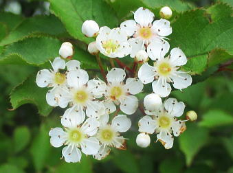 カマツカの散房花序