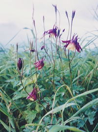 �~���}�I�_�}�L�F�ΑŎR�̎Ζʂɂ�