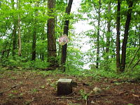 一本松(大沢山)930mの山頂 一本松(大沢山)930mの山頂