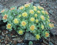 赤みがかった花がとてもきれい 赤みがかった花がとてもきれい