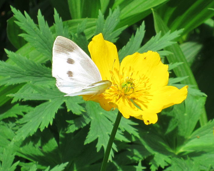 �V�i�m�L���o�C�Ƀ����V���`���E�H