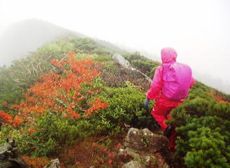 一瞬、霧が晴れた(嶮岨森にて) 一瞬、霧が晴れた(嶮岨森にて)