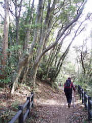 よく整備されている大日山遊歩道 よく整備されている大日山遊歩道