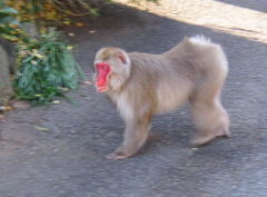 �ڂ��������I