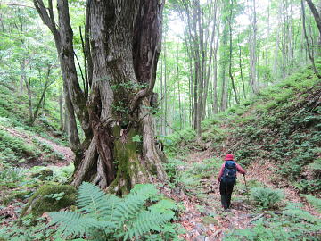 ���R���i���j�ɂ�