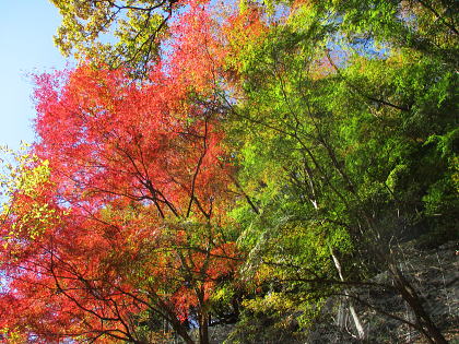 イロハモミジの紅葉