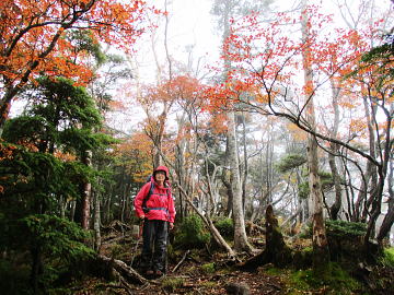 赤薙山の山頂部