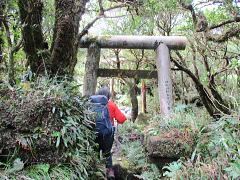 鬱蒼とした原生林･･･