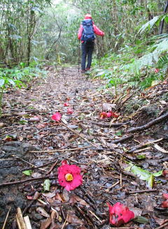 よく整備された登山道