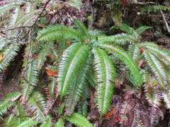 小羊歯：ウラジロ科のシダ植物