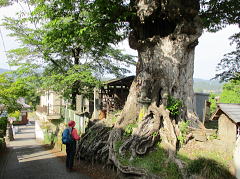 椋木：アサ科の落葉高木