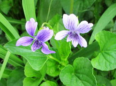 大立坪菫：スミレ科の多年草