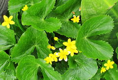 立金花：学名:Caltha palustris var. nipponica）、キンポウゲ科の多年草