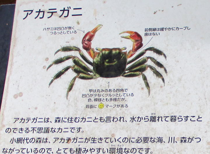 アカデガニの解説板