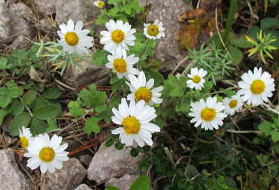 竜脳菊：キク科の多年草。香りが良い