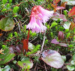 小岩鏡：イワウメ科の常緑多年草