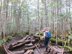 ニュウへ：コメツガ、シラビソの原生森（にゅうの森）