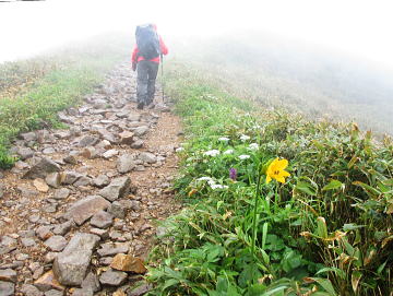 蝦夷禅庭花：ワスレグサ科ワスレグサ属の多年草