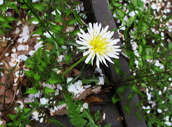 白花蒲公英（Taraxacum albidum）：キク科タンポポ属の多年草