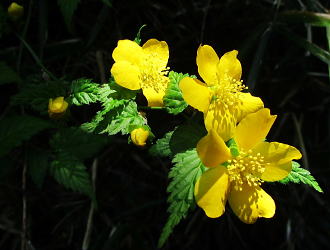 山吹（Kerria japonica）：バラ科の落葉低木