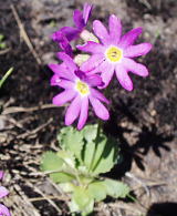 白山小桜:サクラソウ科の多年草 白山小桜:サクラソウ科の多年草