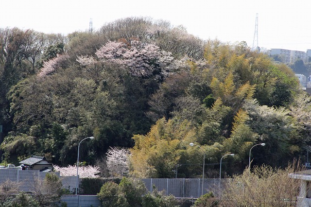 日野インター近くに残った里山のヤマザクラ