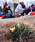 山頂広場に咲くスイセンの花